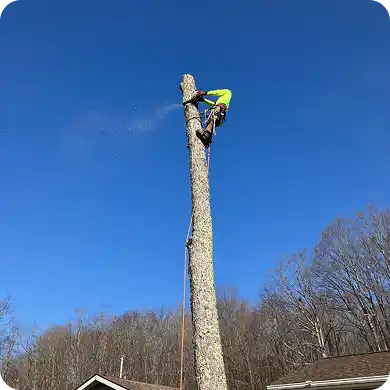An arborist in full safety gear uses a chainsaw to dismantle a tall tree trunk from the top down.