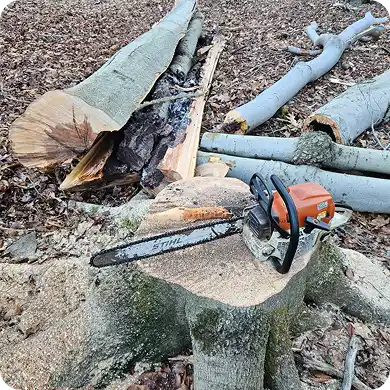 A chainsaw rests on a freshly cut tree stump, with the felled tree logs on the ground covered in sawdust.