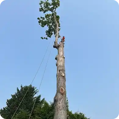 An arborist secured by ropes works on the technical removal of a very tall tree.