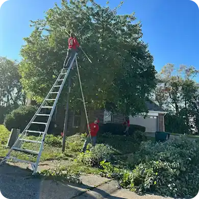A tree service crew uses a large ladder and pole saw to trim a tree in a residential yard.