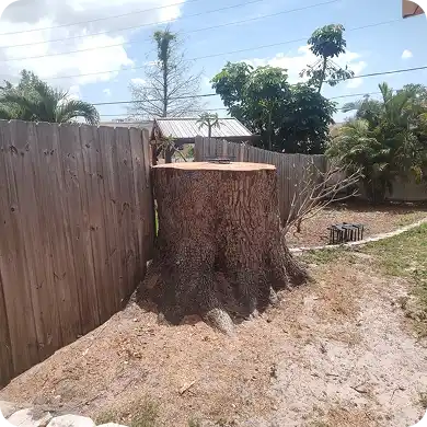 A large, freshly cut tree stump next to a wooden fence in a backyard.
