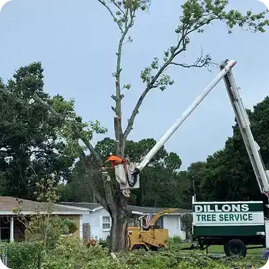 Worker in a bucket truck trimming a large tree with a chipper nearby.