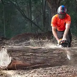Arborist cutting fallen log with chainsaw.