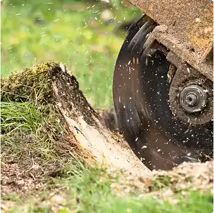 Stump grinder removing a tree stump, sawdust flying.