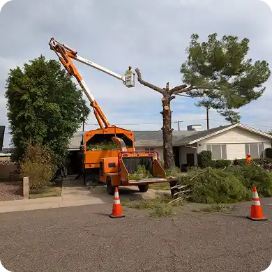 Tree service worker in aerial lift trimming tree branches near wood chipper.