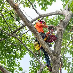 Tree service worker using a chainsaw to cut branches high in a tree, safety gear visible.