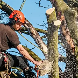 Tree service worker pruning a tree with a chainsaw, safety gear visible.
