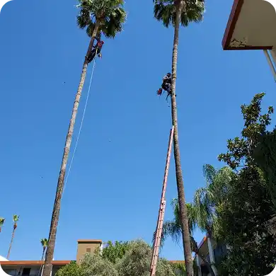 Tree service workers pruning tall palm trees with safety gear.