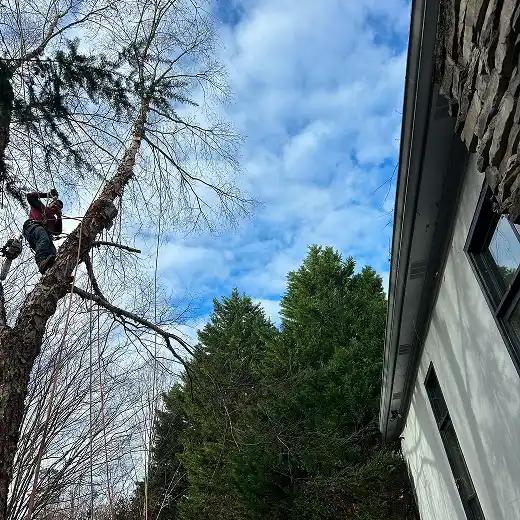 Arborist with a chainsaw performing a technical tree removal near a house.