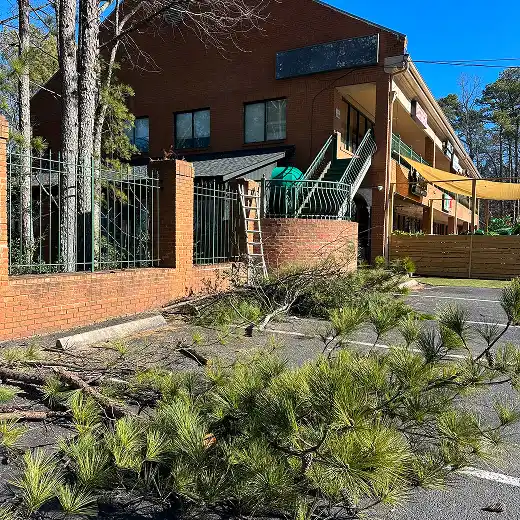 Fallen tree limbs requiring removal from a parking lot after storm damage.