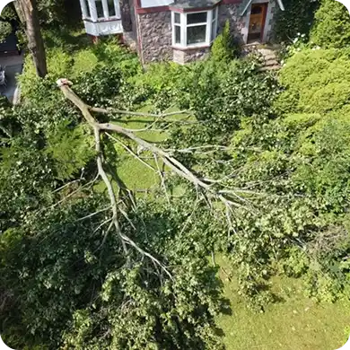 Aerial view of a large felled tree in a residential yard.
