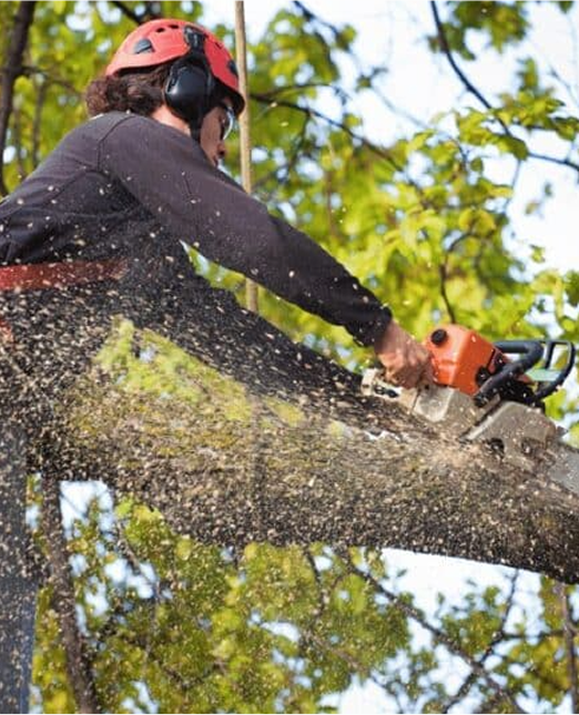 Arborist using a chainsaw to cut a tree branch, wearing safety helmet and harness.