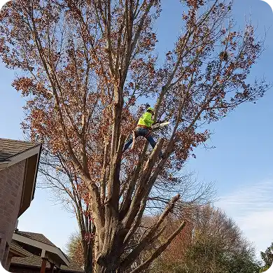 Arborist in safety gear pruning a large tree with a chainsaw.