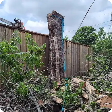 Large tree trunk remaining after removal, with branches on the ground.
