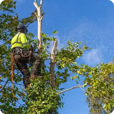 Tree surgeon secured by ropes cutting a tree, with sawdust flying.