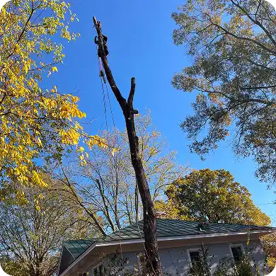 An arborist using ropes to dismantle a tall tree piece by piece.
