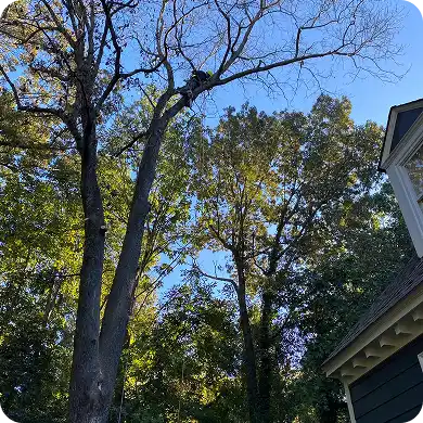 An arborist high in a tree, performing tree trimming services near a house.