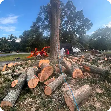 Tree service crew working on the cleanup of a large tree removal project.
