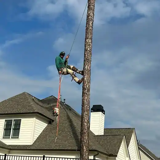 Arborist with climbing gear dismantling a tall tree.