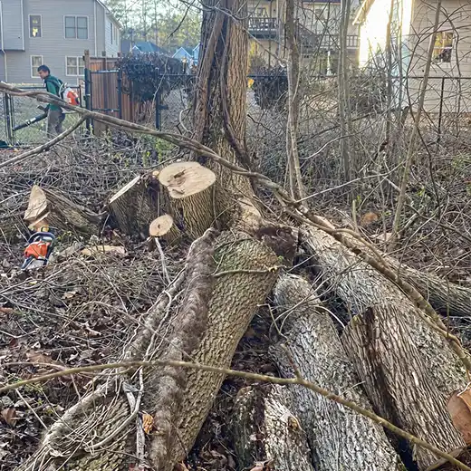 Tree removal cleanup in progress with a worker using a leaf blower.