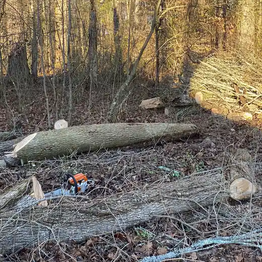 Tree removal in progress, with cut logs and a chainsaw on the ground.