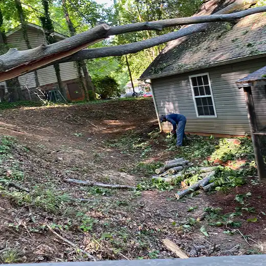 Fallen tree after storm damage requires removal.
