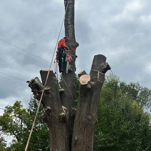 Technical tree removal by a professional climber.