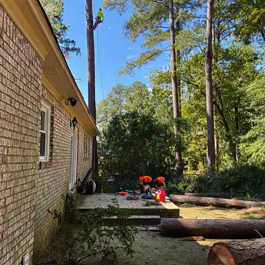 Tree removal cleanup with heavy equipament.
