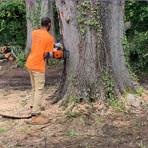 Tree removal in progress, with logos and sawdust scaffered.
