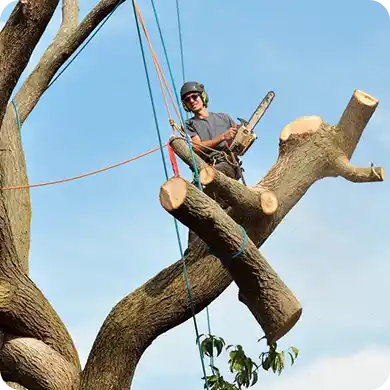 Arborist with safety gear cutting a tree with a chainsaw.