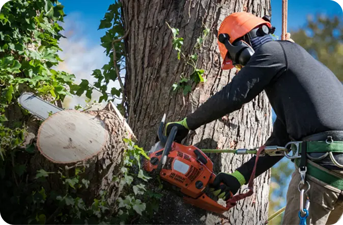 Arborist using a chainsaw to cut a large tree trunk while secured with safety gear and helmet during a professional tree removal.
