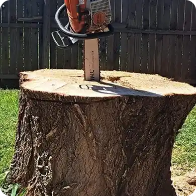 Chainsaw resting vertically in a large tree stump after cutting.