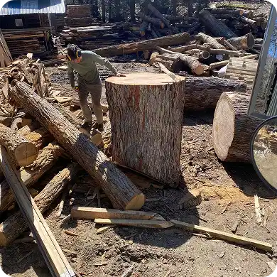 Chainsaw resting on a stump after felling a large tree.