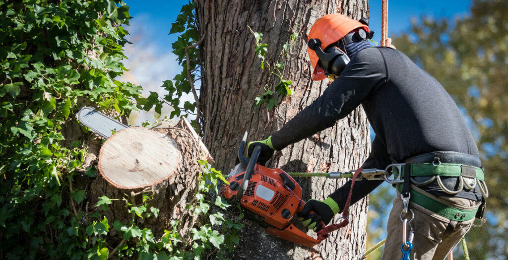 Arborist using a chainsaw to cut a large tree trunk while secured with safety gear and helmet during a professional tree removal.