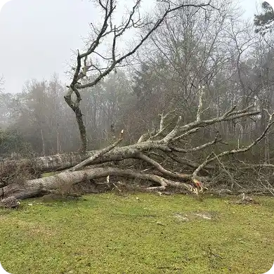 Fallen tree after storm damage requires removal.