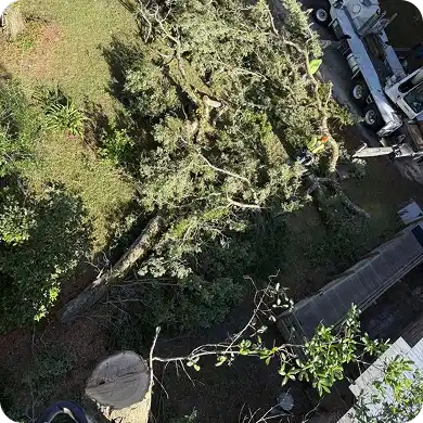 Tree removal in progress, with logs and sawdust scattered.