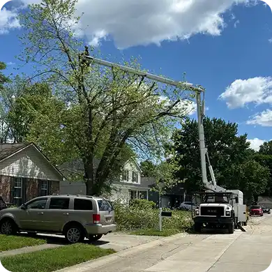 An arborist in a bucket truck trimming a tall tree in a residential neighborhood.