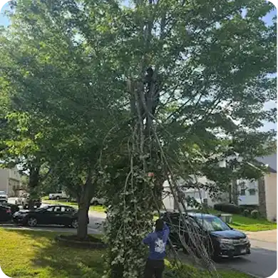 Arborist in a tree lowering a large cut branch with ropes.