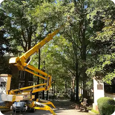 A spider lift with its boom extended into a large tree for trimming.
