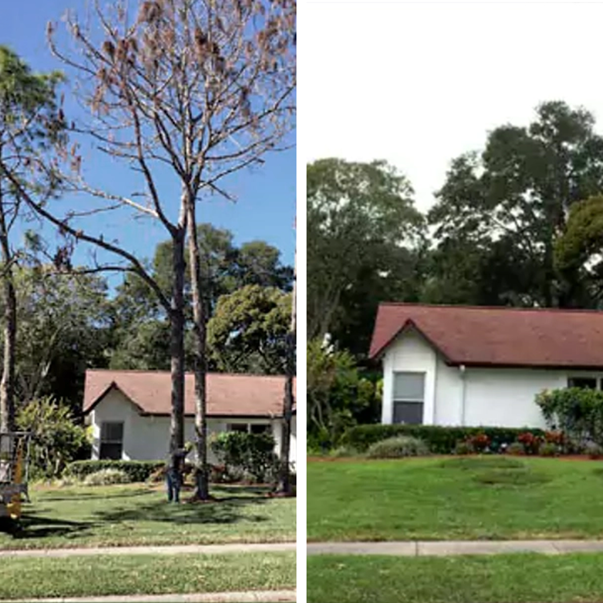 Before and After: A tall, dead pine tree is removed from the front yard of a house in Metro Atlanta.