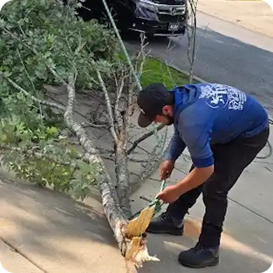 Worker sawing the trunk of a fallen tree on a sidewalk.