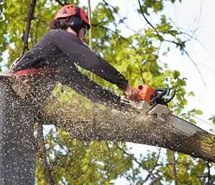 An arborist wearing a safety helmet and harness is high up in a tree, operating a running chainsaw to cut a large tree branch. Sawdust is flying from the cut.
