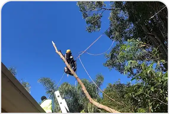 Emergency Tree Service