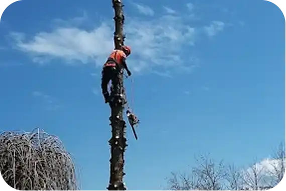Professional arborist climbing tall tree