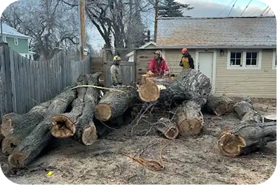 Tree removal site with excavator
