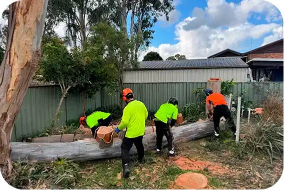 Tree removal crew clearing logs