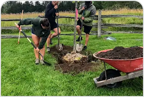 Tree Health & Planting