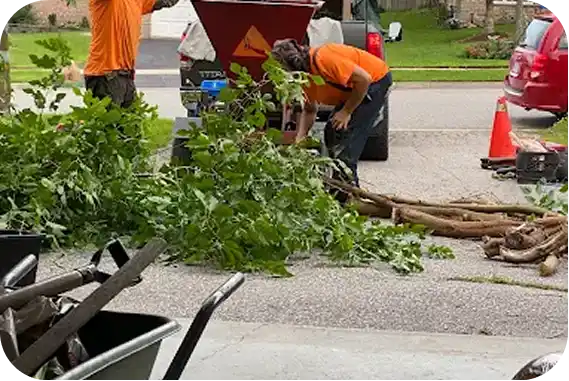 Tree removal crew operating wood chipper