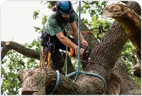Tree Removal