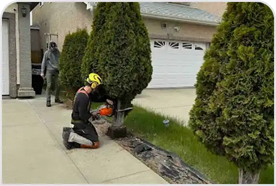 Tree Trimming & Pruning